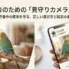 インコにおすすめのペットカメラ！留守番も安心な選び方と注意点
