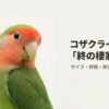 コザクラインコのケージ選び決定版！おすすめサイズと防音対策