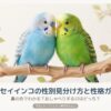 セキセイインコの性別の見分け方！オスとメスの性格の違いやおしゃべり確率について