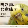 セキセイインコの鳴き声の種類を完全解説！気持ちを知って対策しよう