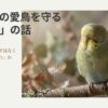 【セキセイインコ】一生の健康は今決まる？幼鳥期・換羽期に必要な栄養の話【文鳥】