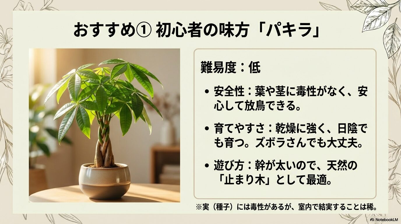 インコ パキラは無毒で初心者向き