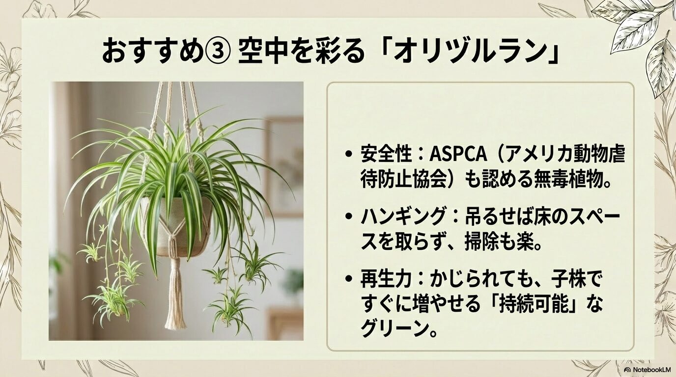 インコ オリヅルランはハンギングに