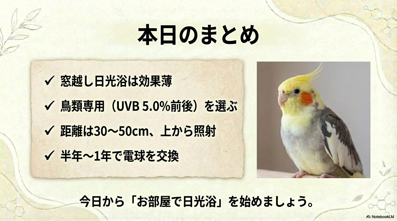 オカメインコの日光浴とUVライトのおすすめ総括