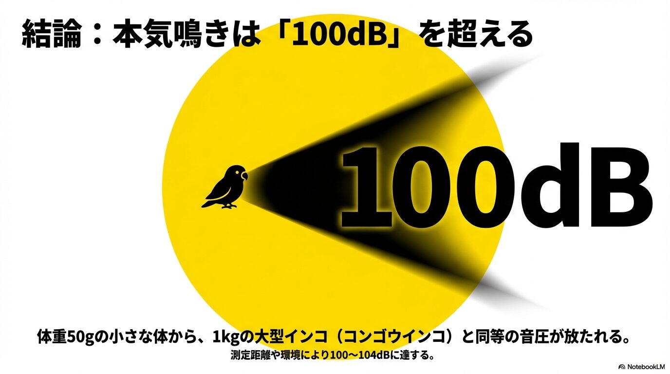 鳴き声の大きさは100dB！近所迷惑になるレベル