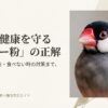 文鳥　ボレー粉