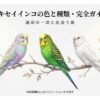 セキセイインコ-色-種類-レア