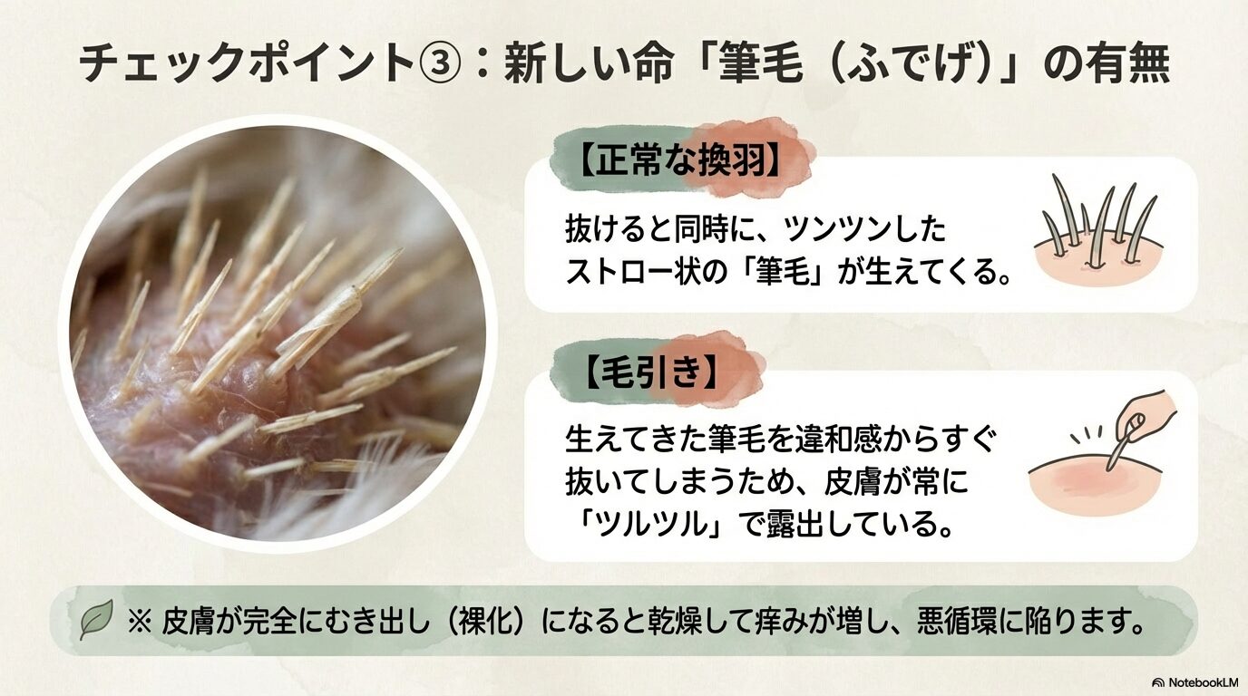 筆毛の有無と皮膚の露出状態を確認する