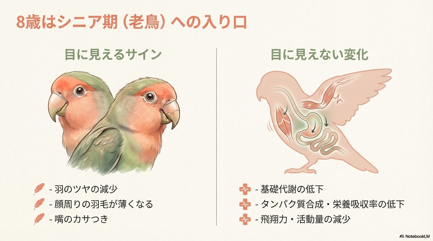 コザクラインコの老鳥の餌選びの基本