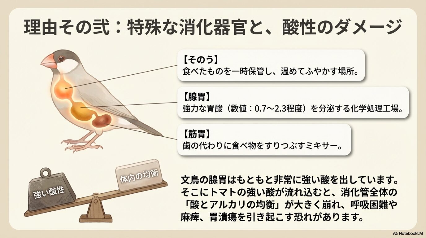 文鳥の消化器への酸性の影響